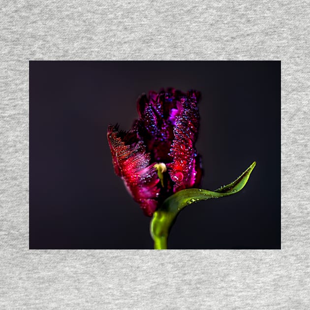 Black parrot tulip by blossomcophoto